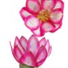 Hoa sen múa nhỏ 30cm(giá thuê cặp)