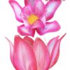 Hoa sen múa lớn(giá thuê cặp)