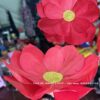 Thuê hoa múa màu đỏ tươi(giá thuê cặp)