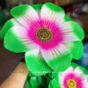 Hoa múa hồng xanh lá (giá thuê cặp)