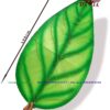 Chiếc lá xanh múa văn nghệ