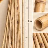 Tre khô nhảy sạp 2m